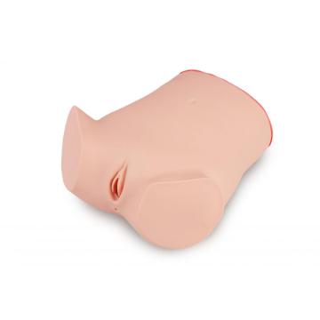 Vaginal Fluid Examination Model