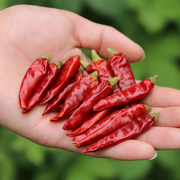 dried sichuan pepper red (Chinese prickly ash)