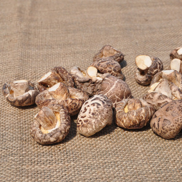 High Quality Dried Mushrooms Direct Farm Sale