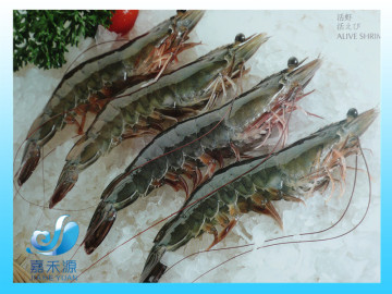 Frozen whole live vannamei prawn/shrimp