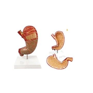 DARHMMY 1.5x Human Anatomy Stomach Model for Medical Science Teaching