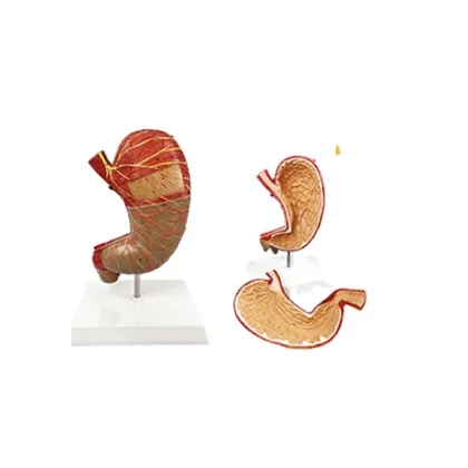 DARHMMY 1.5x Human Anatomy Stomach Model for Medical Science Teaching