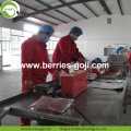 Usine en gros Super Food Améliorer la vue Ningxia Goji