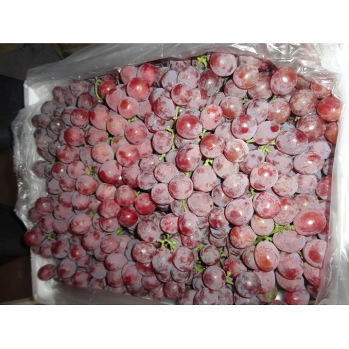 Qualidade Padrão de Exportação de Uvas Vermelhas Frescas