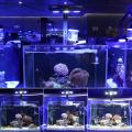 Marin ljus fiskbehållare för koraller