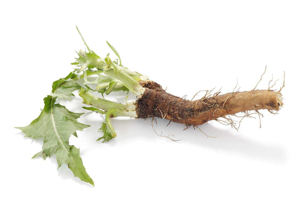 Chicory Root 