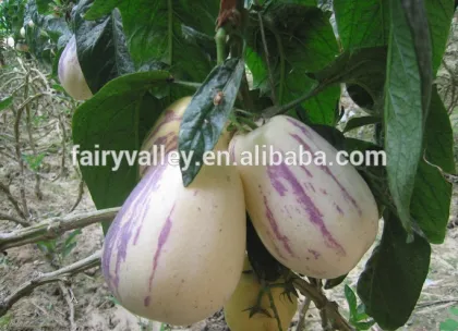 Pepino fruit Seed Pepino Cucumber Seeds Pepino de mar seco seeds For planting
