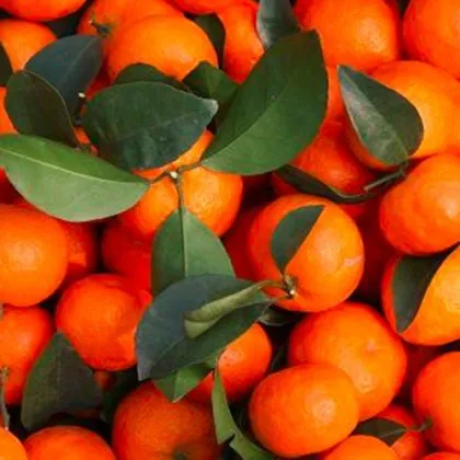 fresh sweet baby madrain