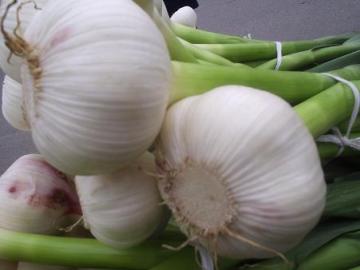 fresh garlic