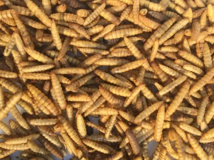 Nutrition Bug: Diverse Insect-Based Pet Foods