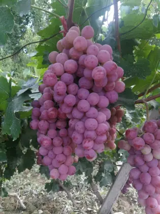 Brand New Crop Red Grade