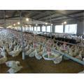 Pan feeding system for chicken