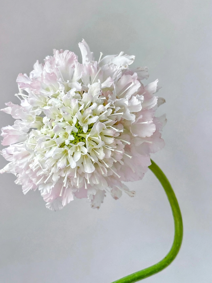 Light Pink Scabious