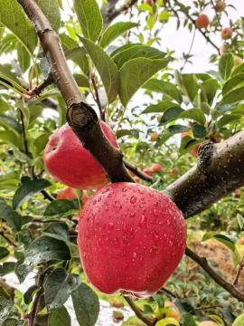 YN Fresh Apple Collection แสนอร่อย