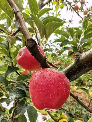 Tasty YN Fresh Apple Collection