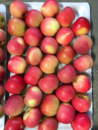 CHN Fresh Huaguan Apple
