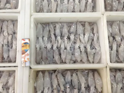 frozen sea fish baby squid
