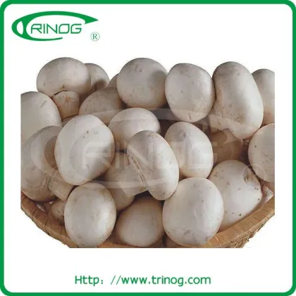 Market price Shiitake mushroom farm for sale
