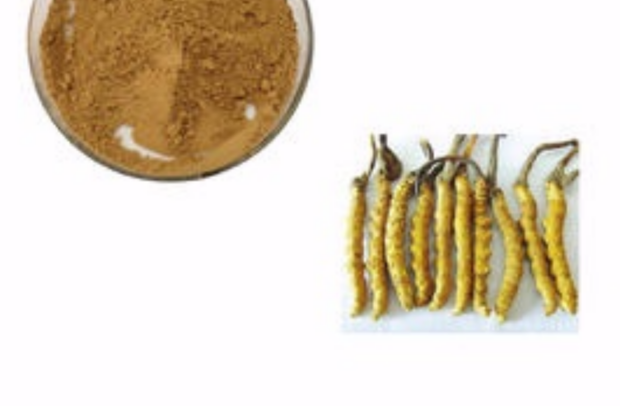 Cordyceps Sinensis Extract Png