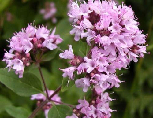 100% Pure Sweet Marjoram Essential Oil