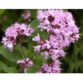 100% Pure Sweet Marjoram Essential Oil