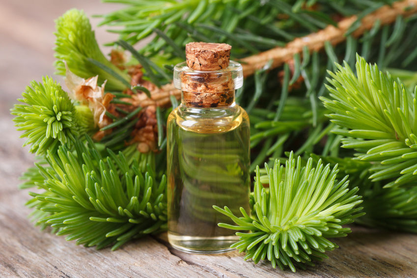 Wholesale bulk price pure natural cypress essential oil