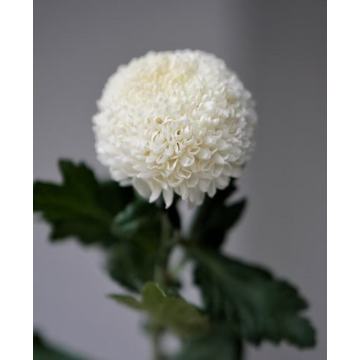 স্ট্যান্ডার্ড সাদা ক্রাইস্যান্থেমাম পিং-পং