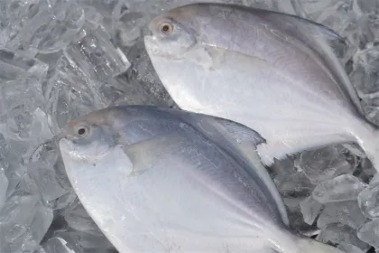 Fresh Frozen Pomfret Fish