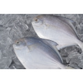 Fresh Frozen Pomfret Fish