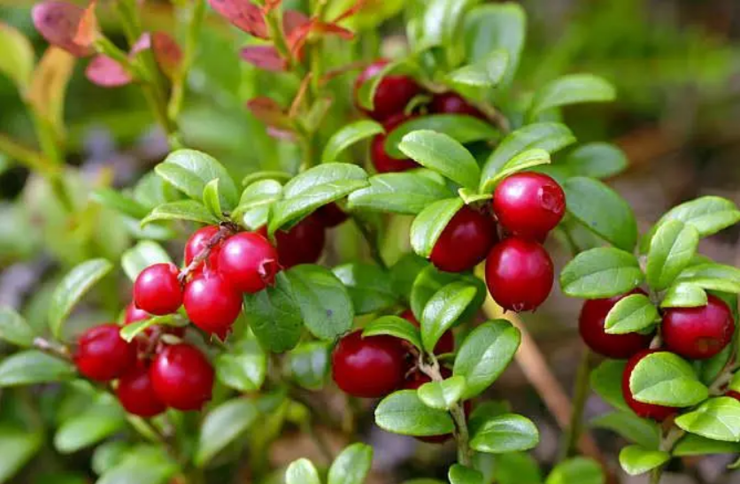 Bilberry Extract