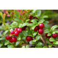 Fornecer 25% de extrato de frutas de bilberry europeu de antocianidina