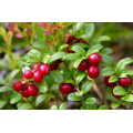 Supply 25% Anthocyanidin European Bilberry Fruit Extract
