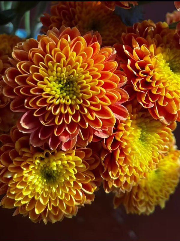 Orange Johnny Chrysanthemum1