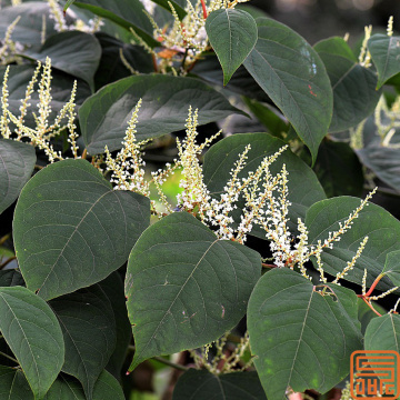 Polygonum cuspidatum Extracto resveratrol 50% granular