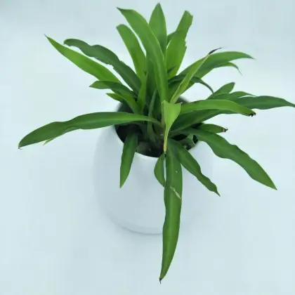 Flower pot of bluetooth speaker