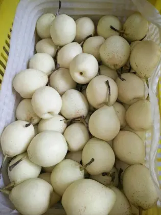 Fresh Sweet Juicy Ya pears with Best Price