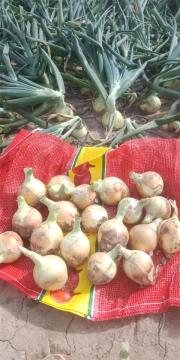 New Crop 2020 Yellow Onion