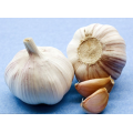 Garlic Packages in Bag or Carton