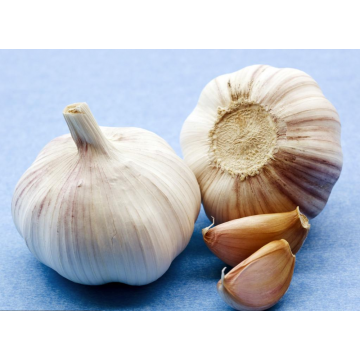 Garlic Packages in Bag or Carton