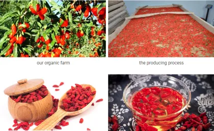 buy Goji Berry from Goji Berry plant