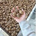 Taze kurutulmuş Yunnan ceviz çekirdekleri