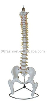 Life-Size Vertebral