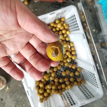 Longan Seeds Pitter Machine | Green Plum Cherry Pitting Equipment