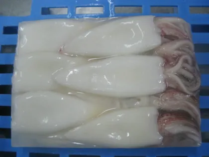 Frozen squid Tentacle + Tube ,frozen calamari T&T