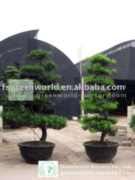 podocarpus macrophyllus for landscaping