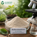مسحوق بروبيوتيك Bacillus licheniformis