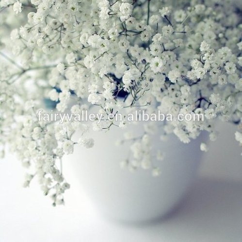 High Quality Landscape Seeds Babys breath Seeds For Sale