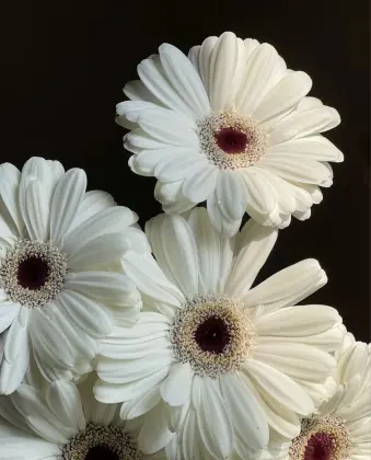 Standard chrysanthemum Snoopy Gerbera