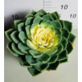 Cotyledon Tomentose Echeveria `Julius` for sale Manufactory