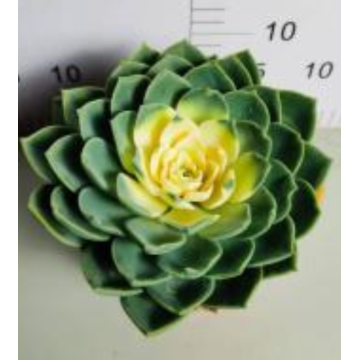 hot sale Echeveria Julius living plants